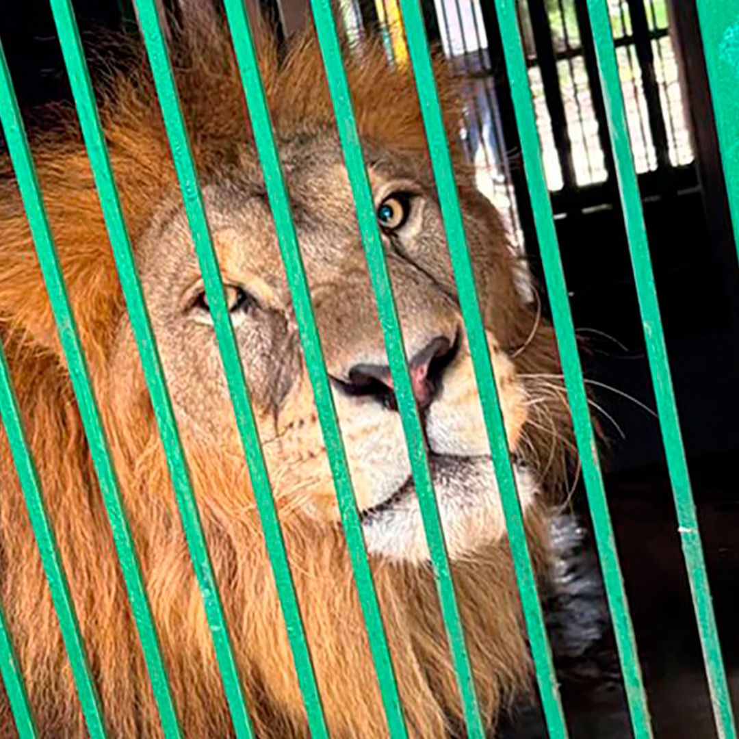 Cateos en Tampico y Altamira Dejan 135 Animales Exóticos Asegurados